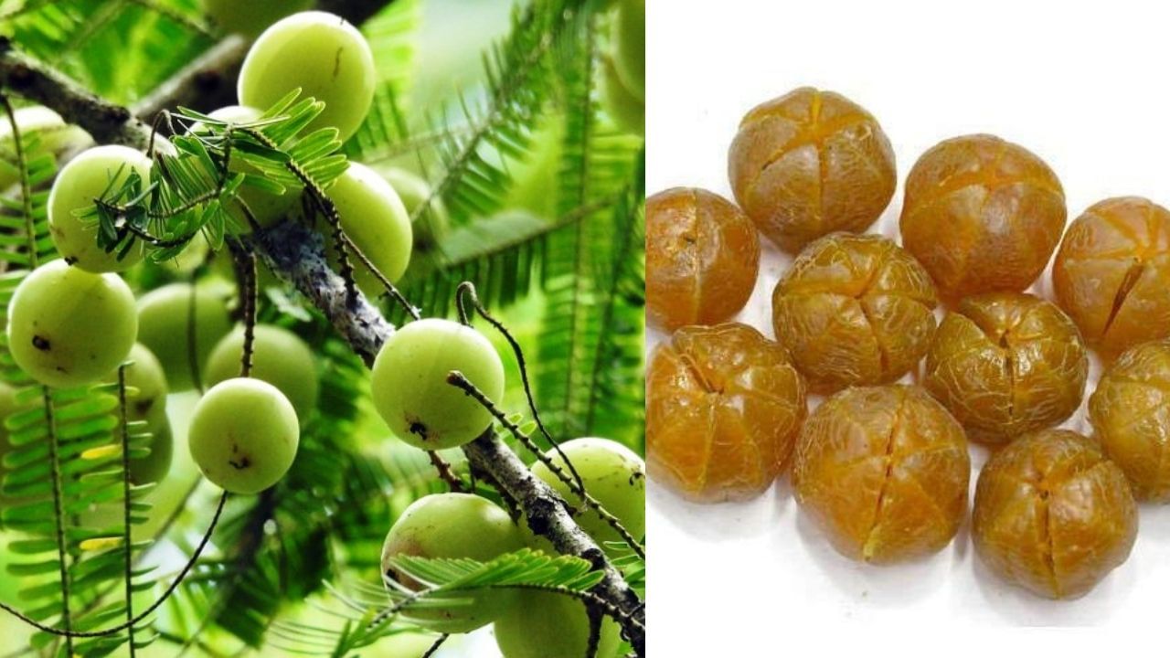 দৈনিক খাওক এটাকৈ সিজোৱা আমলখি, এনেবোৰ উপকাৰৰ কথা জানিলে আচৰিত হ’ব আপুনি! দৈনিক খাওক এটাকৈ সিজোৱা আমলখি, এনেবোৰ উপকাৰৰ কথা জানিলে আচৰিত হ’ব আপুনি!