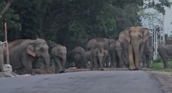 প্ৰায় এঘণ্টা ধৰি ৰাজপথ অৱৰোধ কৰি ৰাখে বন্যহস্তীৰ জাকটোৱে।বন্যহস্তীৰ বিশ্ৰাম লোৱাৰ দৃশ্য উপভোগ কৰে বহু পথচাৰীয়ে।