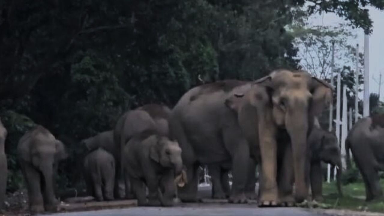 এইবাৰ ৰাজপথতে বিশ্ৰাম ল'লে বন্যহস্তীৰ জাকে।