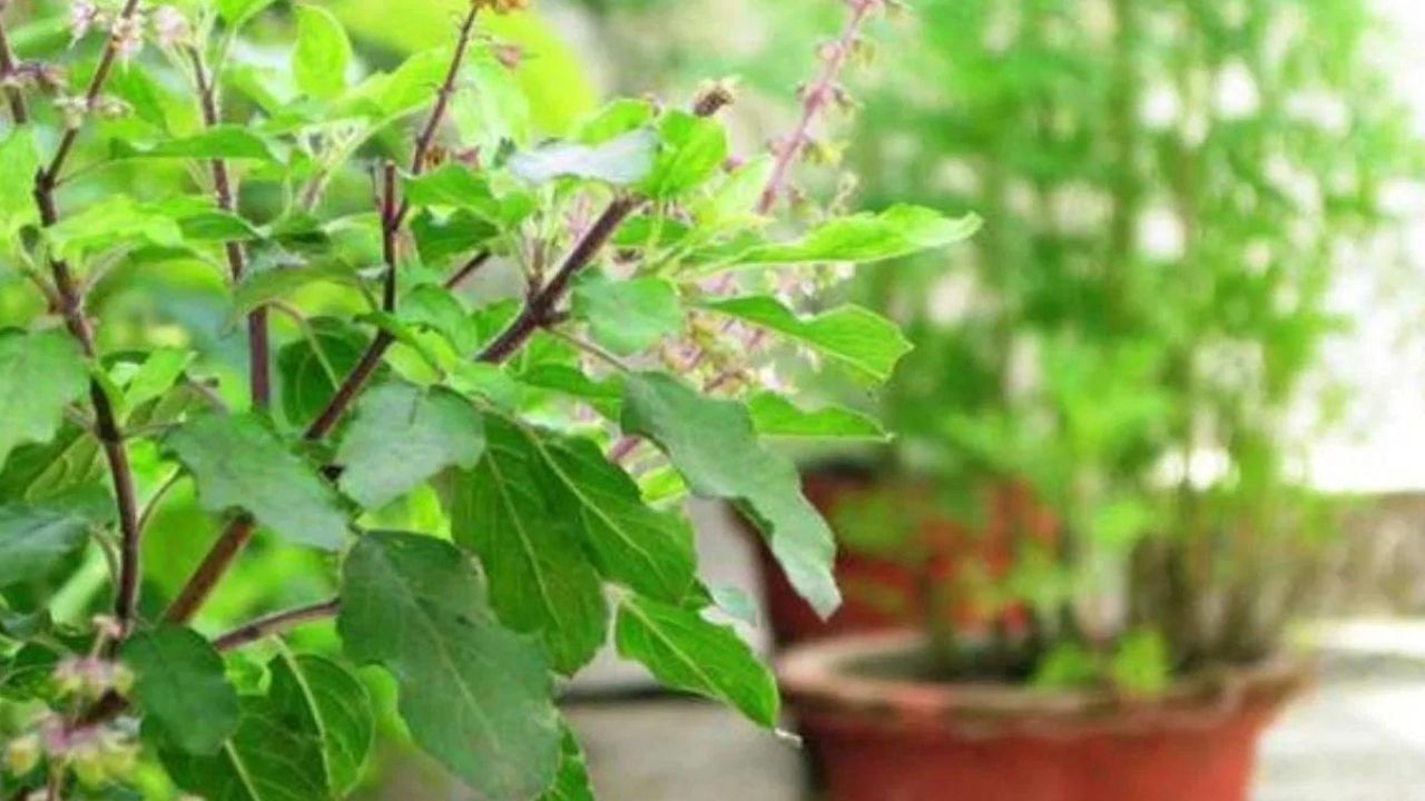 কাতি মাহত তুলসী পুলি ৰোপণ কৰাটো শাস্ত্ৰ মতে অতিশয় শুভ বুলি গণ্য কৰা হয়। নৱৰাত্ৰিৰ সময়ত তুলসী গছ ঘৰত ৰাখিব লাগে।