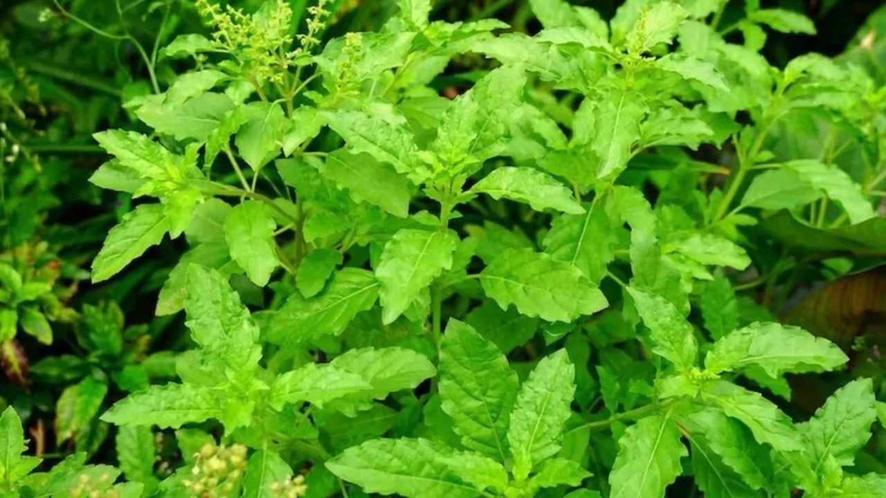 ঘৰৰ কোন ঠাইত তুলসী পুলি ৰোপণ কৰিব লাগে, চাওক...