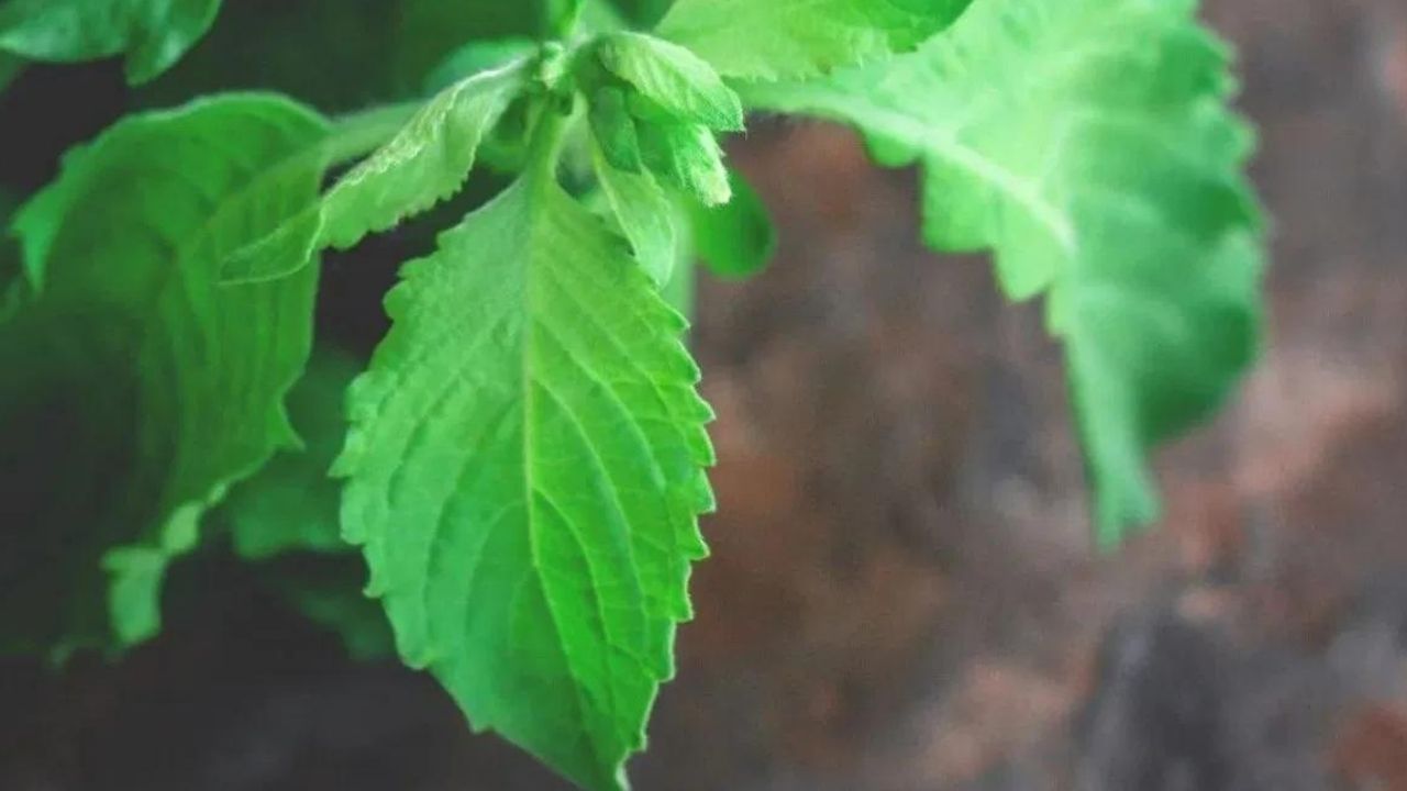 কাতি বিহুত তুলসীৰ তলত চাকি জ্বলাই প্ৰাৰ্থনা কৰা হয় । ইয়াৰ লগতে অন্যান্য পূজা-অৰ্চনাটোত তুলসী পাত ব্যৱহাৰ কৰা হয় ।