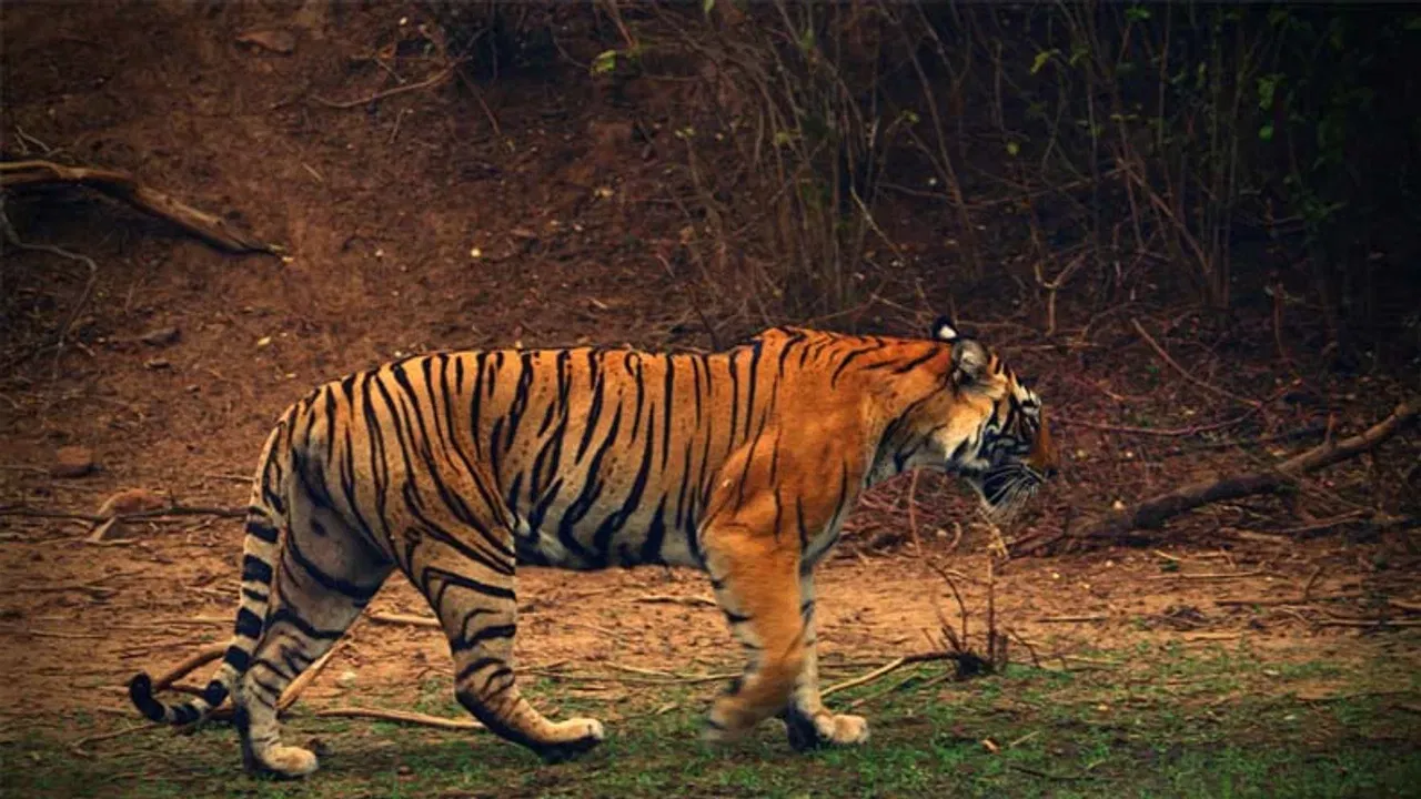 International tiger day: কেৱল কাজিৰঙা নহয়, এই কেইখন ৰাষ্ট্ৰীয় উদ্যানো বিখ্যাত বাঘৰ বাবে International tiger day: কেৱল কাজিৰঙা নহয়, এই কেইখন ৰাষ্ট্ৰীয় উদ্যানো বিখ্যাত বাঘৰ বাবে