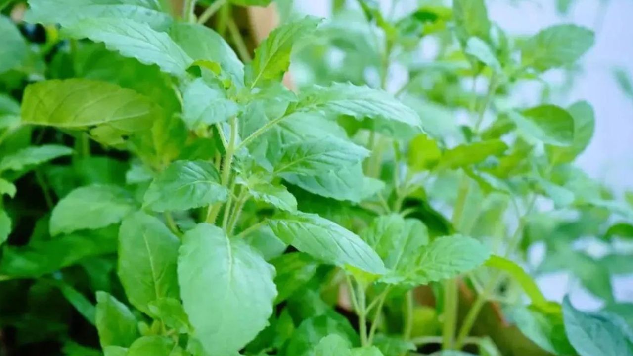 ৰোগ প্ৰতিৰোধ ক্ষমতা বৃদ্ধিৰ বাবে তুলসীৰ পাত অতি উত্তম। এই পাতত থকা ভিটামিন চি, জিংকে এই কামত সহায় কৰে।