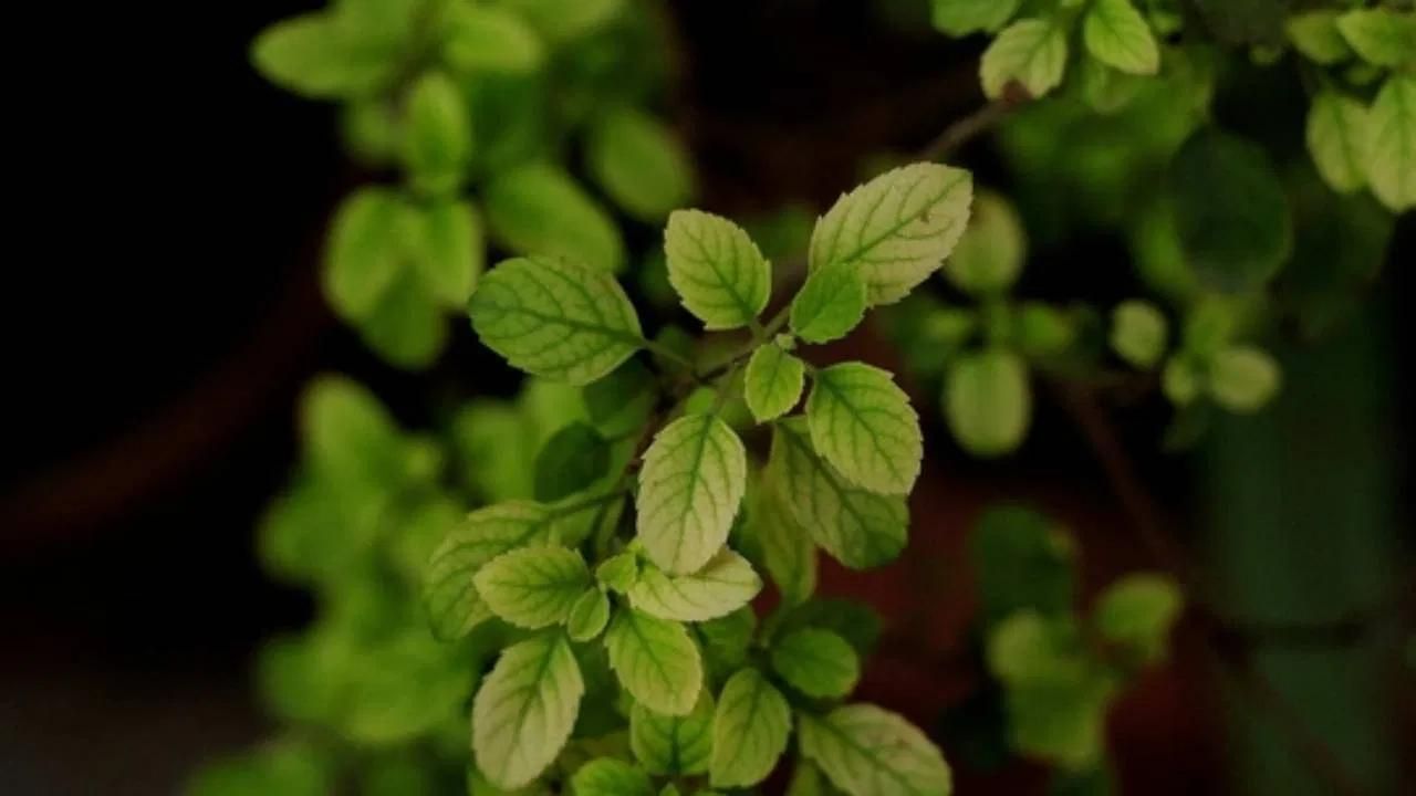 যিকোনো প্ৰকাৰে তুলসীৰ পাত খাব পাৰি । ই শৰীৰৰ বাবে অতি উপকাৰী