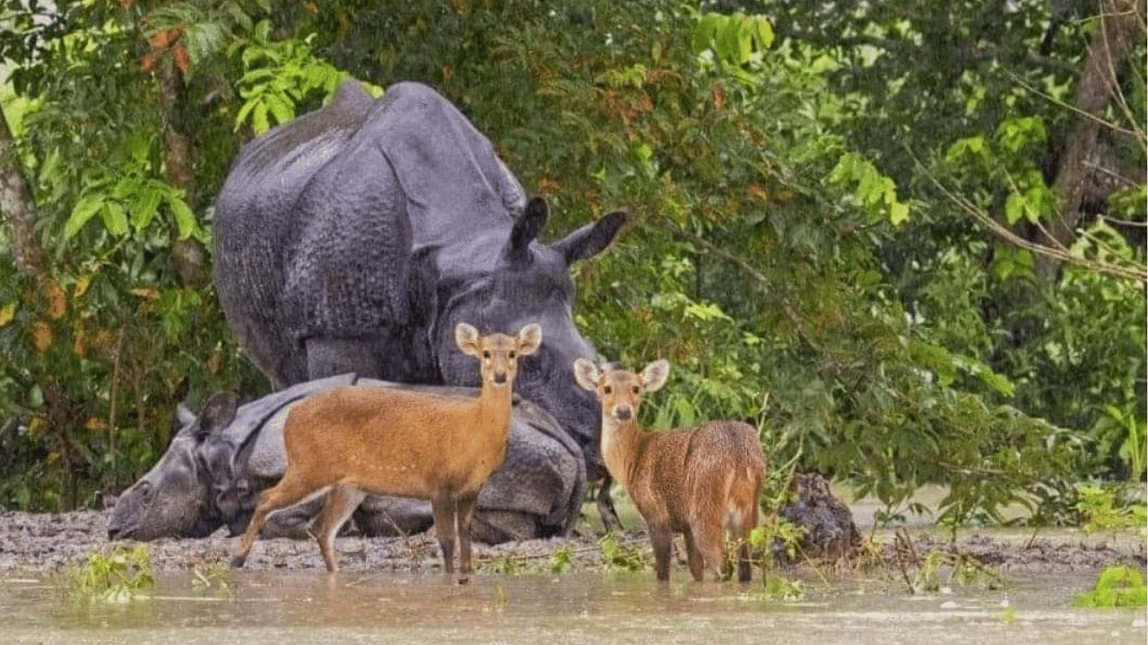 ৰাজ্যত কিছু উন্নত বান পৰিস্থিতি, কাজিৰঙাত শিথিল যাতায়ত ব্যৱস্থা...