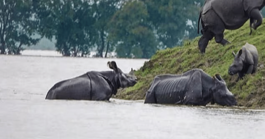 বানপানী