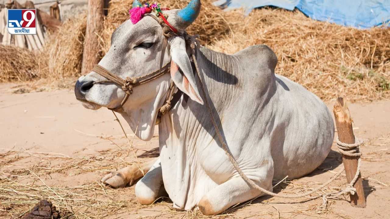 গৰুক সম্বোধন কৰোঁতে সাৱধান! চৰকাৰে লৈছে নতুন সিদ্ধান্তঃ প্ৰয়োগ নকৰিব এনে শব্দ…