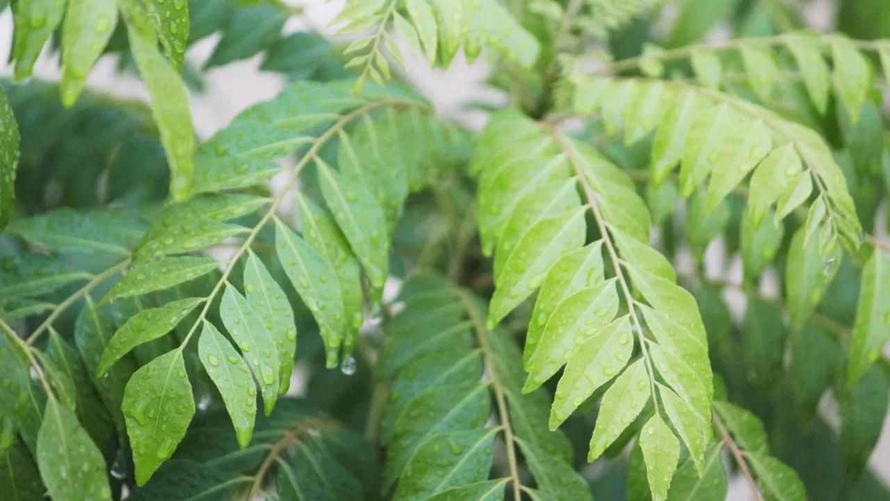 Benefits of Curry Leaves : ওজন হ্ৰাসৰ পৰা তেজৰ চুগাৰ নিয়ন্ত্ৰণলৈকে, নৰসিংহ পাতৰ উপকাৰিতা…