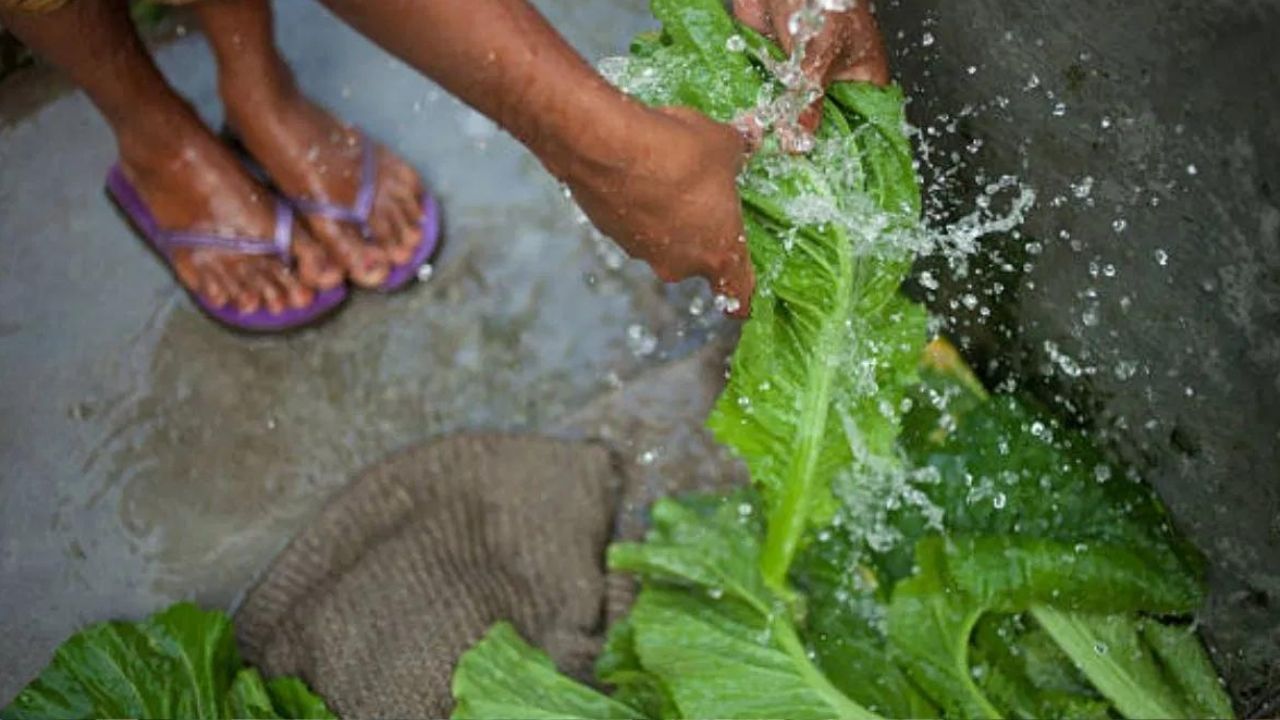 শাক-পাচলি সিজোৱাৰ আগতে গৰম পানীত ডুবাই ল'ব পাৰে । সেই পানী পেলাই দিয়ক। তাৰ পিছত শাক-পাচলি ৰান্ধিব। ই শাক-পাচলিত থকা সকলো বীজাণু পৰিষ্কাৰ কৰিব।