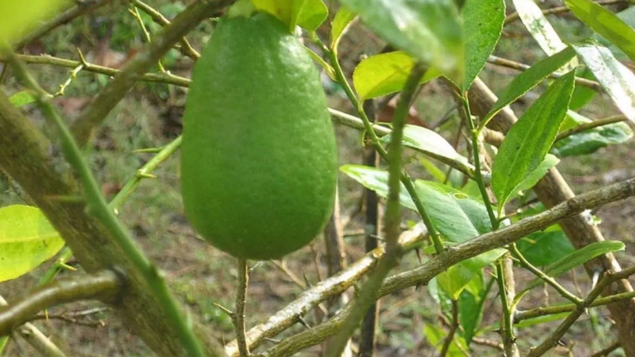 বিভিন্ন স্বাস্থ্যকাৰী গুণাগুণেৰে সমৃদ্ধ কাজি নেমু অসমৰ জাতীয় ফল । ইয়াৰ বৈজ্ঞানিক নাম হৈছে Citrus limon৷  ।(Photo-Google)