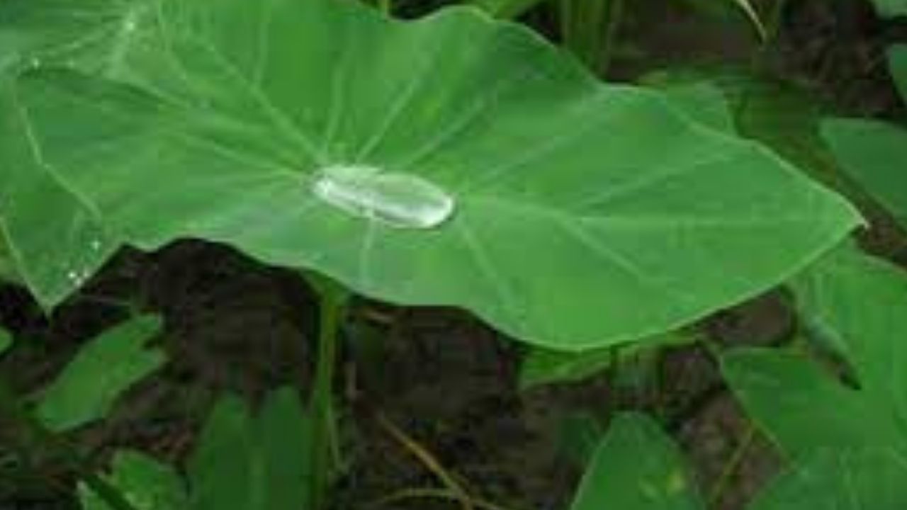 কচু শাকত শৰীৰৰ বাবে প্ৰয়োজনীয় কেইবাটাও উপাদান থাকে ।