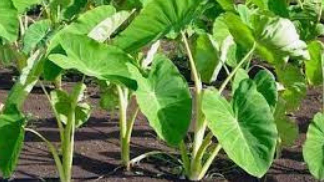গৰ্ভৱতী মহিলাৰ বাবে কচু অতি উপকাৰী, ইয়াত কি কি গুণ আছে জানক…