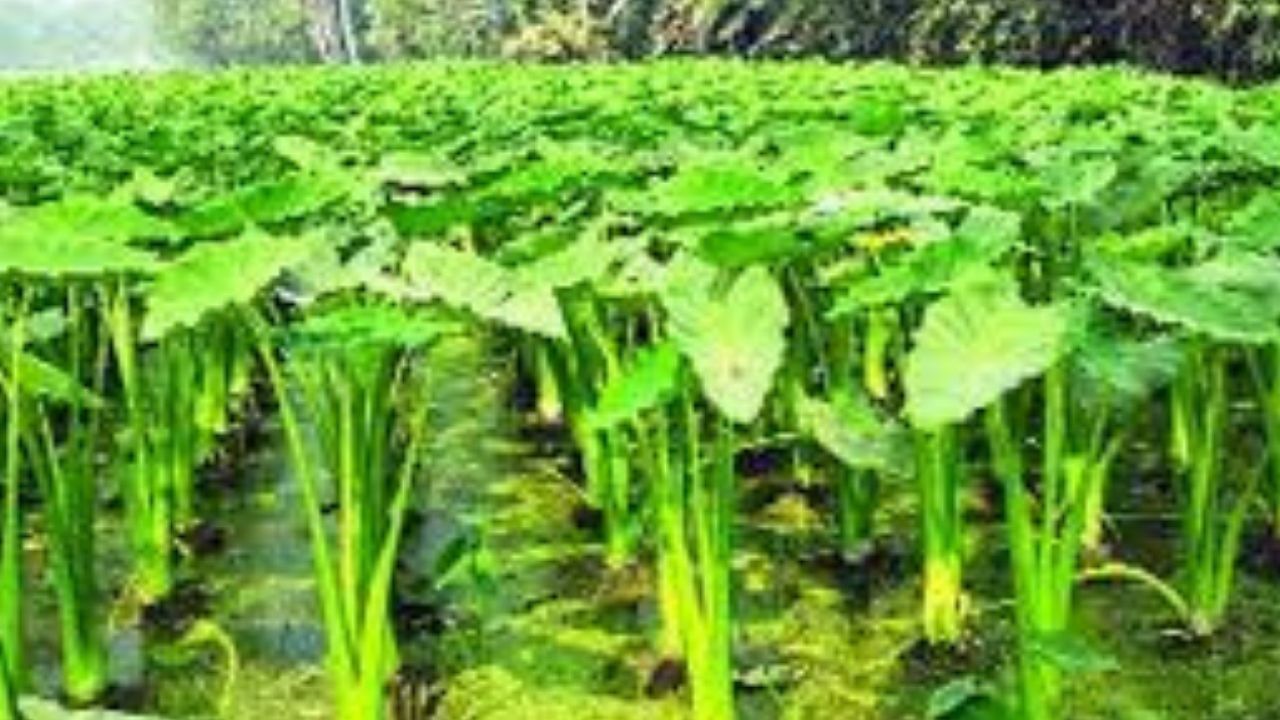 কলেষ্টৰেলৰ সমস্যা থাকিলে কচু শাক খালে সুফল পোৱা যায়। ইয়াত থকা মিথিয়নিন (methionine) আৰু আঁহে কলেষ্টৰেল আৰু ট্ৰাইগ্লিচাৰাইড(triglyceride) নিয়ন্ত্ৰণ কৰাত সহায় কৰে।