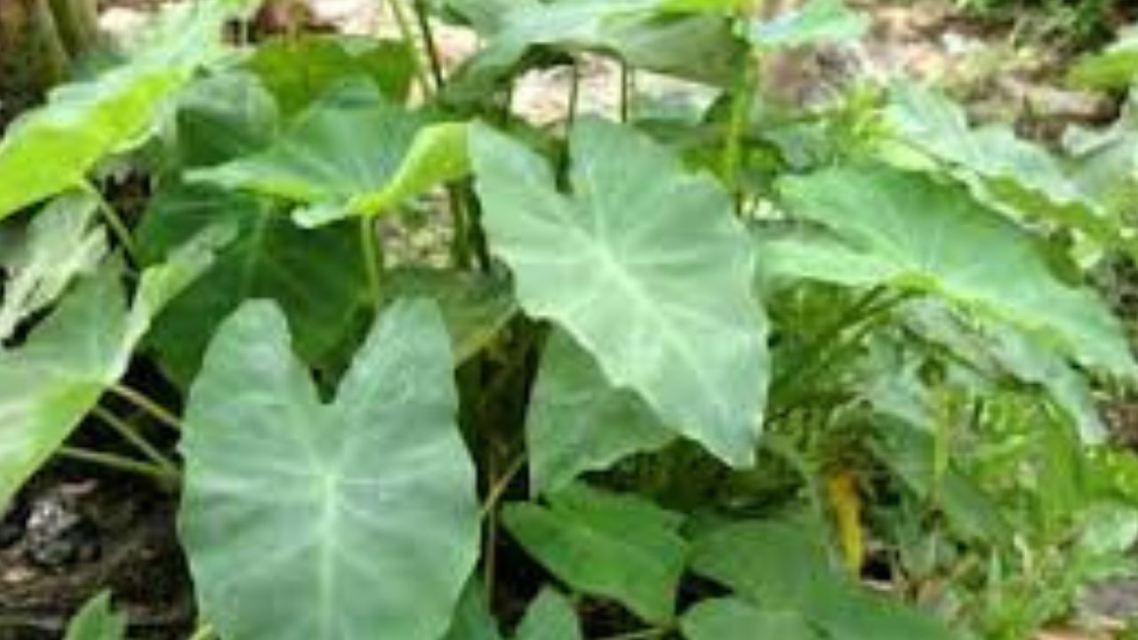 অসমীয়া সমাজৰ পৰম্পৰাগত কচু শাকৰ আঞ্জাৰ জুতি এবাৰ ল'লে, সেই জুতি কেতিয়াও পাহৰিব নোৱাৰে।