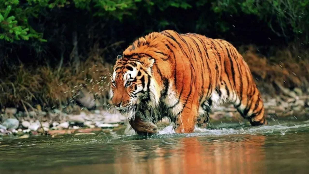 বিশ্বৰ ঐতিহ্য স্থান হিচাপে ইউনেস্ক'ৰ স্বীকৃতিপ্ৰাপ্ত মানস ৰাষ্ট্ৰীয় উদ্যান। ইয়াক ব্যাঘ্ৰ প্ৰকল্প সংৰক্ষিত বনাঞ্চল (Project Tiger Reserve), হস্তী সংৰক্ষিত বনাঞ্চল (Elephant Reserve), তথা বায়’ছফিয়েৰ ৰিজাৰ্ভ (Biosphere Reserve) বুলি জনা যায় ।