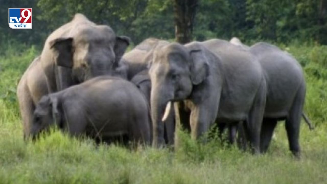 গোৱালপাৰাত বনৰীয়া হাতীৰ আক্ৰমণত এজনৰ মৃত্যু, দুজন আহত গোৱালপাৰাত বনৰীয়া হাতীৰ আক্ৰমণত এজনৰ মৃত্যু, দুজন আহত