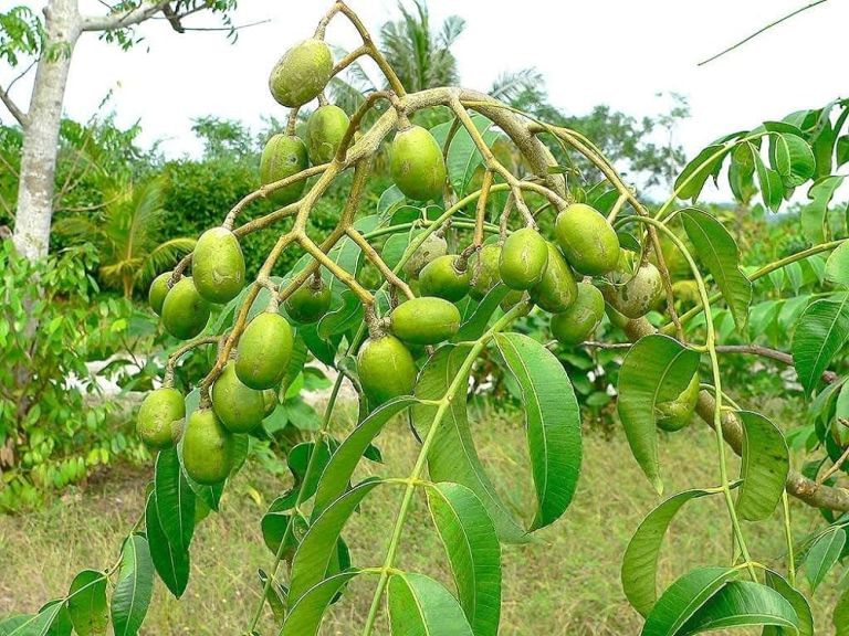 Spondias mombin হ'ল অমৰাৰ ব'টানিকেল নাম যাৰ বংশাৱলী হ'ল- Anacardiaceae (Cashew family)৷ শীতকালত  উপলব্ধ এবিধ  ফল হ'ল অমৰা। ইয়াৰ যথেষ্ট ঔষধি গুণ আছে। 