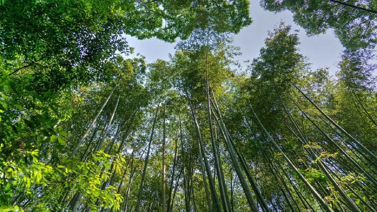 গ্ৰাম্য জীৱিকাত সহায় কৰা: বাঁহে বিভিন্ন ধৰণৰ জীৱিকা উৎস হ'ব পাৰে। বাঁহৰ পৰা বিভিন্ন ধৰণৰ সামগ্ৰী প্ৰস্তুত কৰি বিক্ৰী কৰিব পাৰি।  ইয়াক ক্ষুদ্ৰ সামগ্ৰী, আচবাব তৈয়াৰ কৰিবলৈ লগতে ঘৰ আৰু আন্তঃগাঁথনি নিৰ্মাণ কৰিবলৈ ব্যৱহাৰ কৰা হয় ।