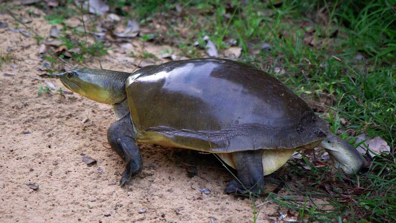 কাজিৰঙাৰ পৰা বহিঃৰাজ্যলৈ কাছ সৰবৰাহ, আমিনগাঁৱৰ পৰা উদ্ধাৰ দুটা বিলুপ্তপ্ৰায় কাছ...