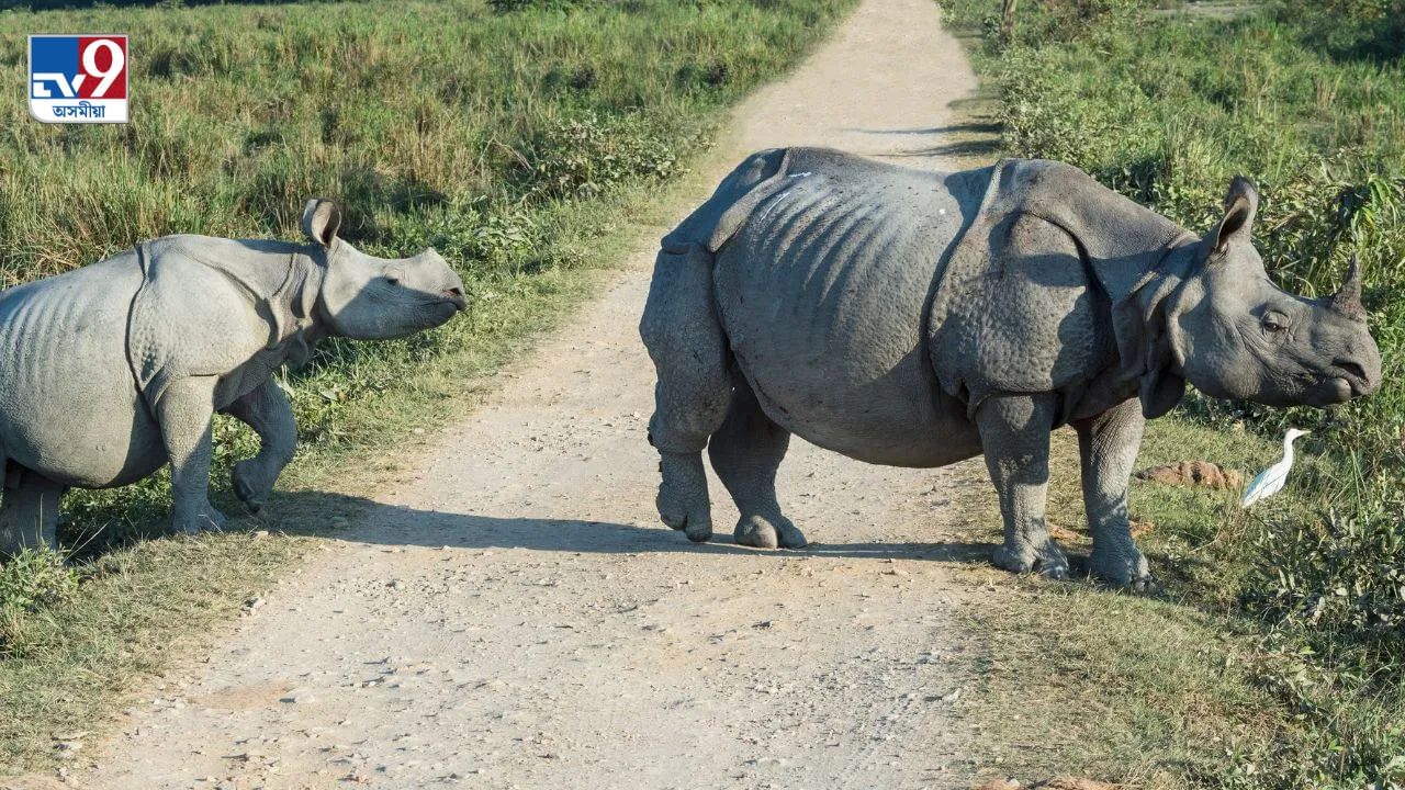 কাজিৰঙা ৰাষ্ট্ৰীয় উদ্যান, অসমঃ ইউনেস্ক’ৰ বিশ্ব ঐতিহ্য ক্ষেত্ৰৰ স্বীকৃতি লাভ কৰা কাজিৰঙা ৰাষ্ট্ৰীয় উদ্যান এশিঙীয়া গঁড়ৰ বাবে পৃথিৱী বিখ্যাত। বিশ্বৰ সৰ্বপ্ৰান্তৰ পৰ্যটকৰ আকৰ্ষণৰ কেন্দ্ৰবিন্দু কাজিৰঙা। ছাফাৰীৰ জৰিয়তে দৰ্শনাৰ্থীসকলে কাজিৰঙাৰ শান্তিপূৰ্ণ পৰিৱেশ উপভোগ কৰিব পাৰিব। কাজিৰঙাৰ অপূৰ্ব প্ৰাকৃতিক সৌন্দৰ্যই যিকোনো ব্যক্তিকে মুহূৰ্ততে মোহিত কৰি তোলে।