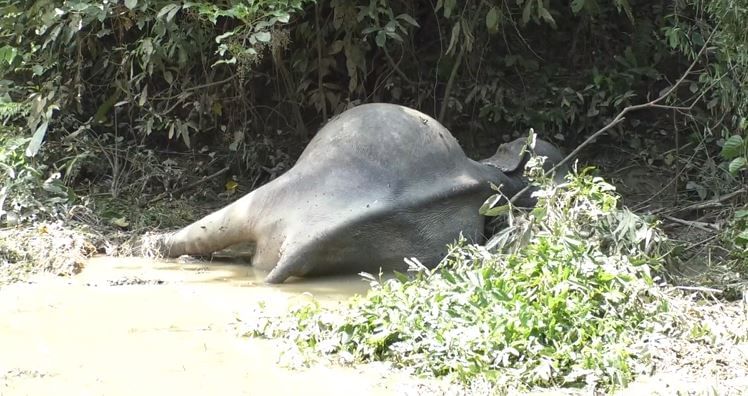  উল্লেখযোগ্য যে ৰাষ্ট্ৰীয় উদ্যানখনৰ ভিতৰত এটা বনৰীয়া হাতীয়ে আঘাতপ্ৰাপ্ত অৱস্থাত অৱস্থান গ্ৰহণ কৰি আছিল। দীৰ্ঘদিন ধৰি অসুস্থ হৈ থকা বন্যহস্তীটোৰ আজি মৃত্যু হয়।