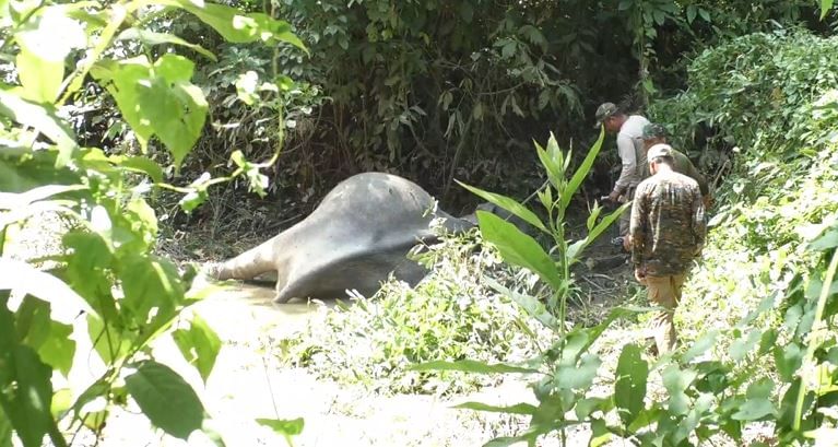 হাতীটোৰ মৃত্যুৰ খবৰ পোৱাৰ পাছত ঘটনাস্থলীত উপস্থিত হয় বন বিভাগৰ চিকিৎসকৰ এটা দল। হাতীটোৰ মৃতদেহ উদ্ধাৰ কৰি মৰণোত্তৰ পৰীক্ষাৰ বাবে প্ৰেৰণ কৰা হয়। 