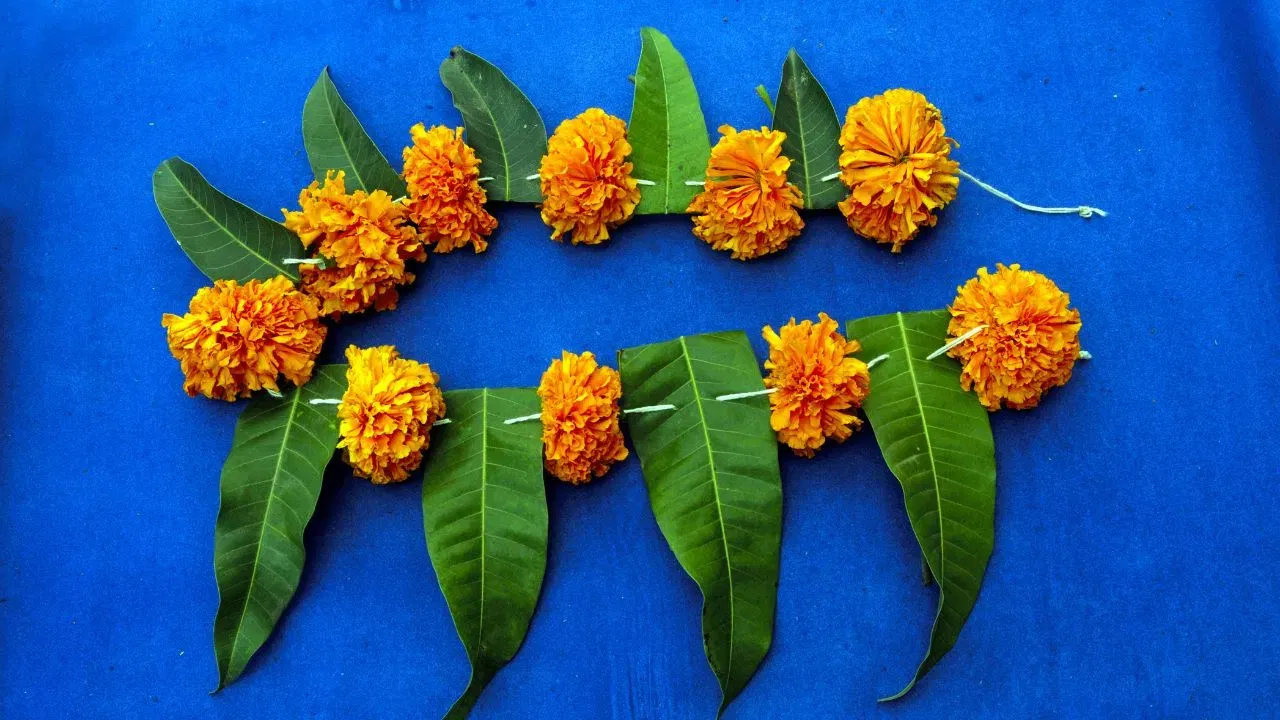 যদি ফুল কম থাকে তেন্তে মাজে মাজে পাতো দিব পাৰে। এনেকৈ মালা বনালেও বৰ ধুনীয়া দেখি। ধুনীয়াকৈ মালা তৈয়াৰ কৰি মন্দিৰত আঁৰি দিব পাৰে। getty Images