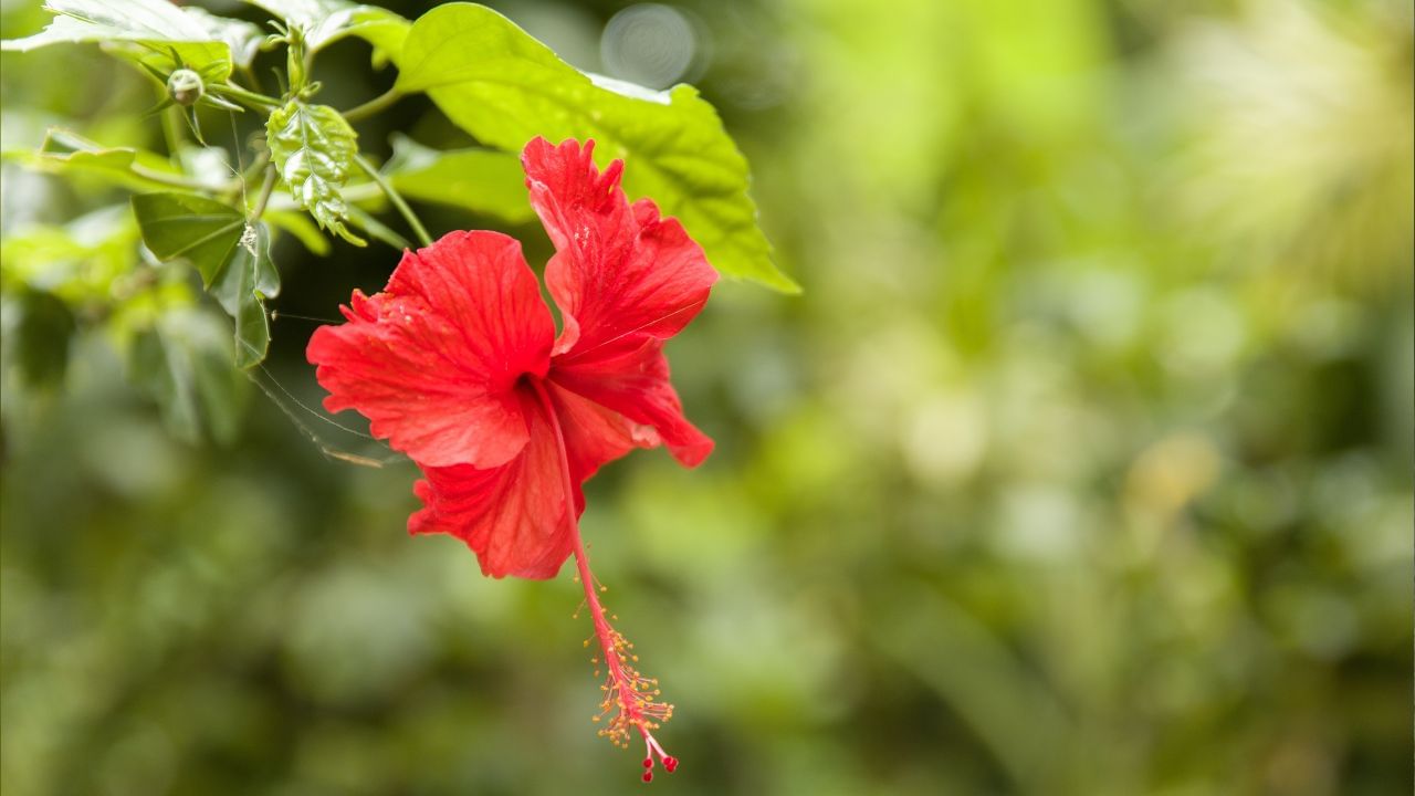 জৱা ফুলৰ পেষ্ট চুলিত লগালে চুলিখিনি চফ্ট আৰু চিকচিকিয়া কৰাত সহায় কৰিব । চুলি ধোৱাৰ ক্ষেত্ৰতো জৱা ফুল ব্যৱহাৰ কৰিব পাৰে।