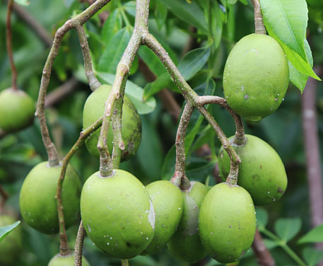 অমৰাৰ খাদ্য হিচাবে বা ঔষধি হিচাবে প্ৰয়োগত সাধাৰণতে কোনো পাৰ্শ্বক্ৰিয়া দেখা নাযায় ৷ তথাপিও সঘনাই বিভিন্ন এলাৰ্জি জনিত ৰোগত ভোগা লোকে সতৰ্কতা অৱলম্বন কৰাটো বাঞ্চনীয় ৷ এই ক্ষেত্ৰত সদায় বিশেষজ্ঞৰ পৰামৰ্শ লওক।