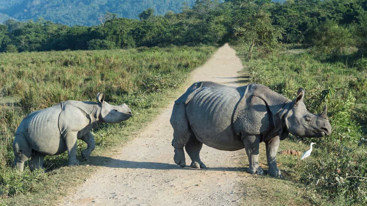 ১ অক্টোবৰৰ পৰা পৰ্যটকৰ বাবে মুকলি কৰা হ’ব কাজিৰঙা ৰাষ্ট্ৰীয় উদ্যান