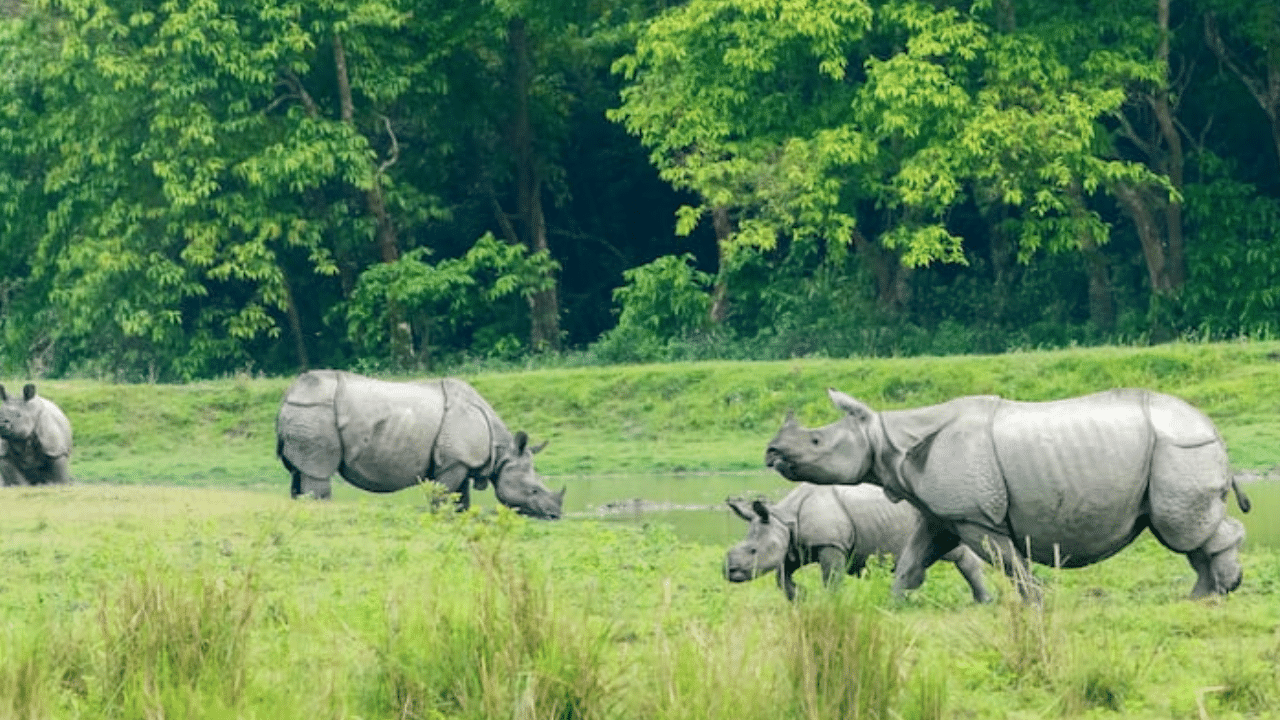 পুনৰ পৰ্যটকৰ বাবে মুকলি হ'ব কাজিৰঙা ৰাষ্ট্ৰীয় উদ্যান। বিগত বৰ্ষত পৰ্যটকৰ আগমনে অভিলেখ গঢ়াৰ দৰে এইবাৰ কাজিৰঙা পৰ্যটন বৰ্ষ আৰম্ভ কৰিবলৈ যো- জা কৰিছে ৰাষ্ট্ৰীয় উদ্যান কৰ্তৃপক্ষই। কাইলৈ পৰ্যটকৰ বাবে মুকলি হ'ব কাজিৰঙা ৰাষ্ট্ৰীয় উদ্যান। ইয়াৰ লগে লগে আৰম্ভ হ'ব ২০২৪-২৫ পৰ্যটন বৰ্ষ।