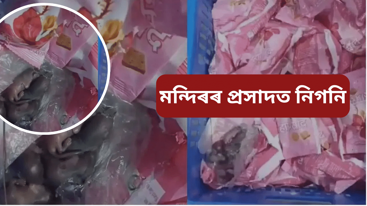 তিৰুপতিৰ পাছত এইবাৰ সিদ্ধিবিনায়ক মন্দিৰৰ প্ৰসাদত ওলাল নিগনি… তিৰুপতিৰ পাছত এইবাৰ সিদ্ধিবিনায়ক মন্দিৰৰ প্ৰসাদত ওলাল নিগনি…