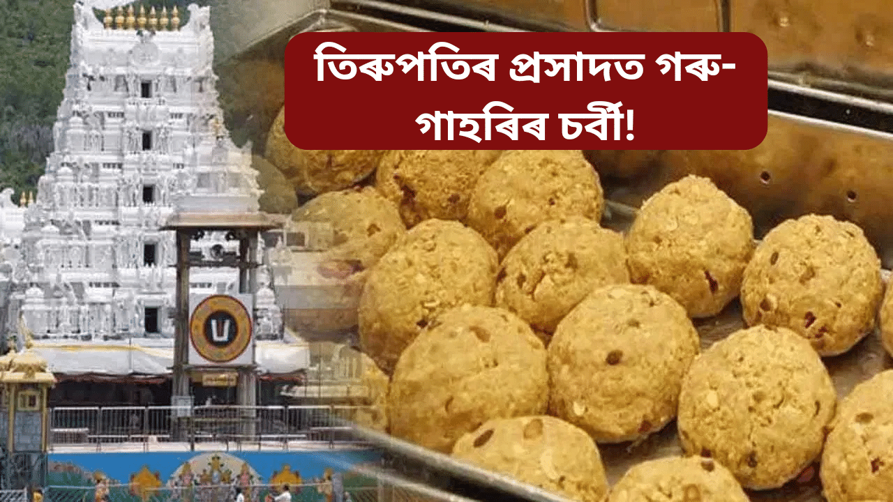 Tirupati: তিৰুপতি মন্দিৰৰ প্ৰসাদত গৰু-গাহৰিৰ চৰ্বী, মাছৰ তেল… Tirupati: তিৰুপতি মন্দিৰৰ প্ৰসাদত গৰু-গাহৰিৰ চৰ্বী, মাছৰ তেল…