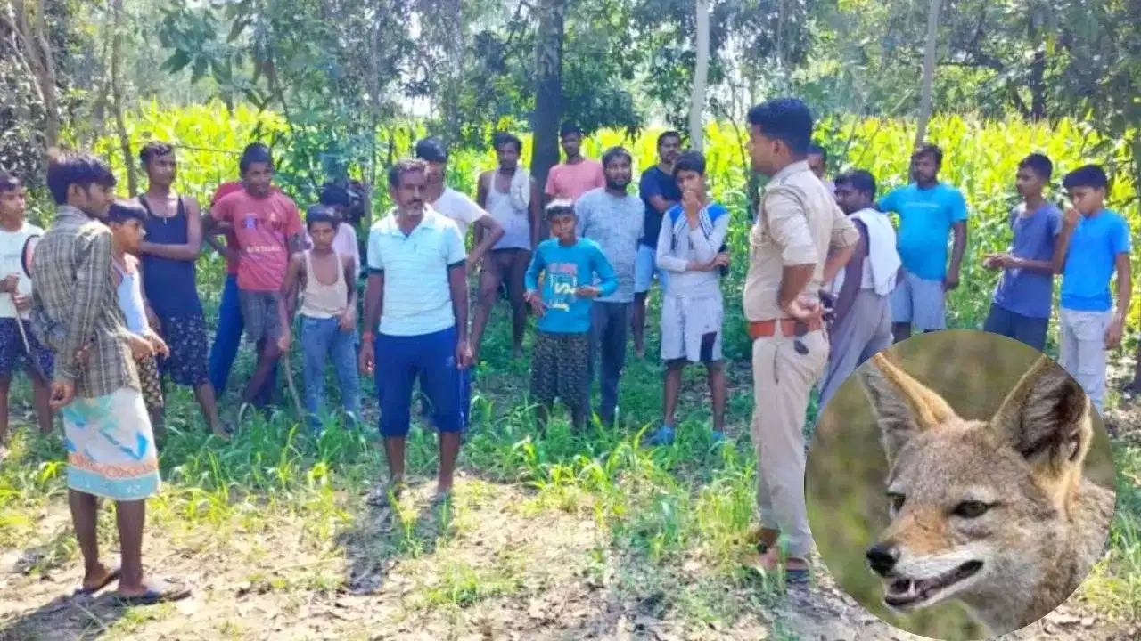 কুকুৰনেচীয়াৰ পাছত এতিয়া শৃগালৰ সন্ত্ৰাস!  আক্ৰমণত দুজন আহত, আতংকিত গাঁওবাসী