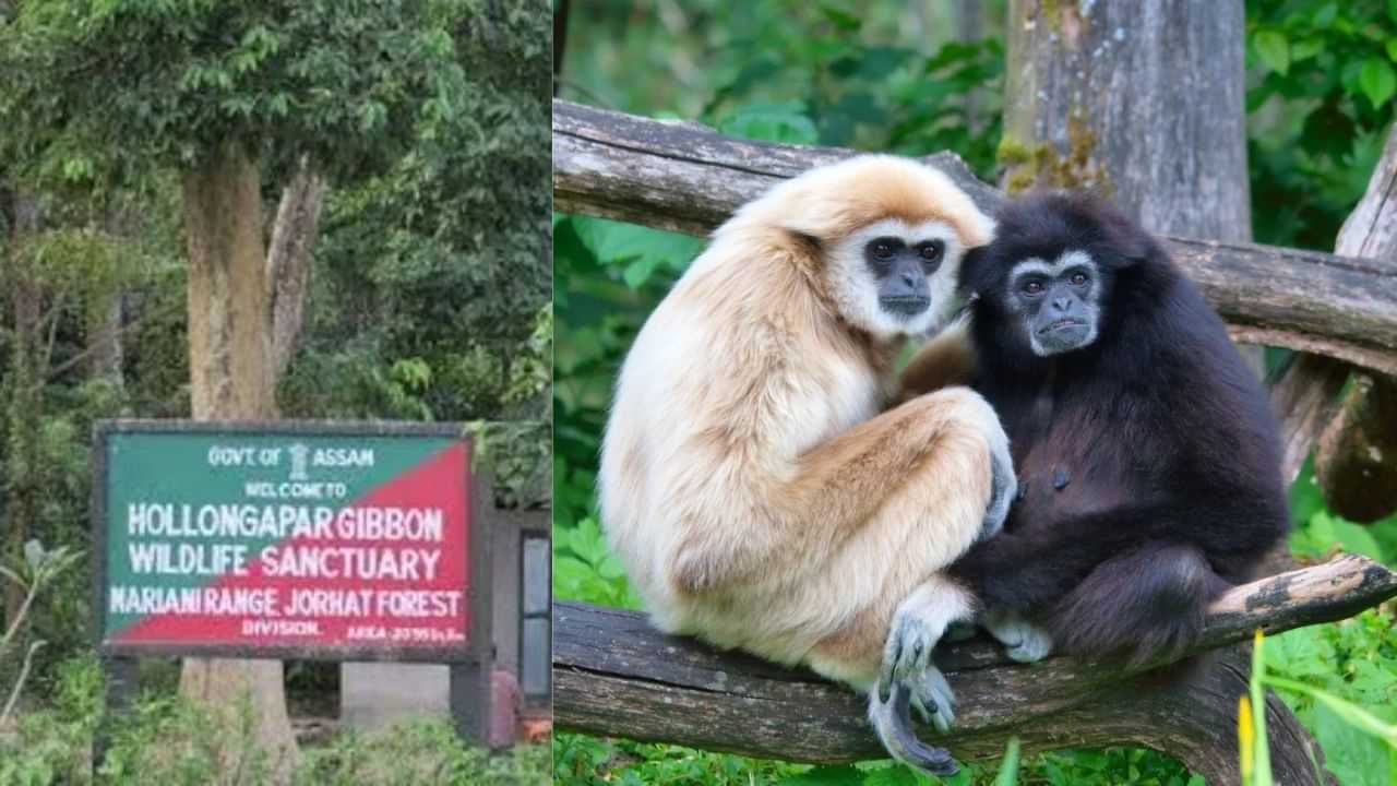 প্ৰতিবাদৰ প্ৰভাৱ! গিবনত নচলে বেদান্তৰ হাতোৰা, স্থগিত খননৰ প্ৰস্তাৱ