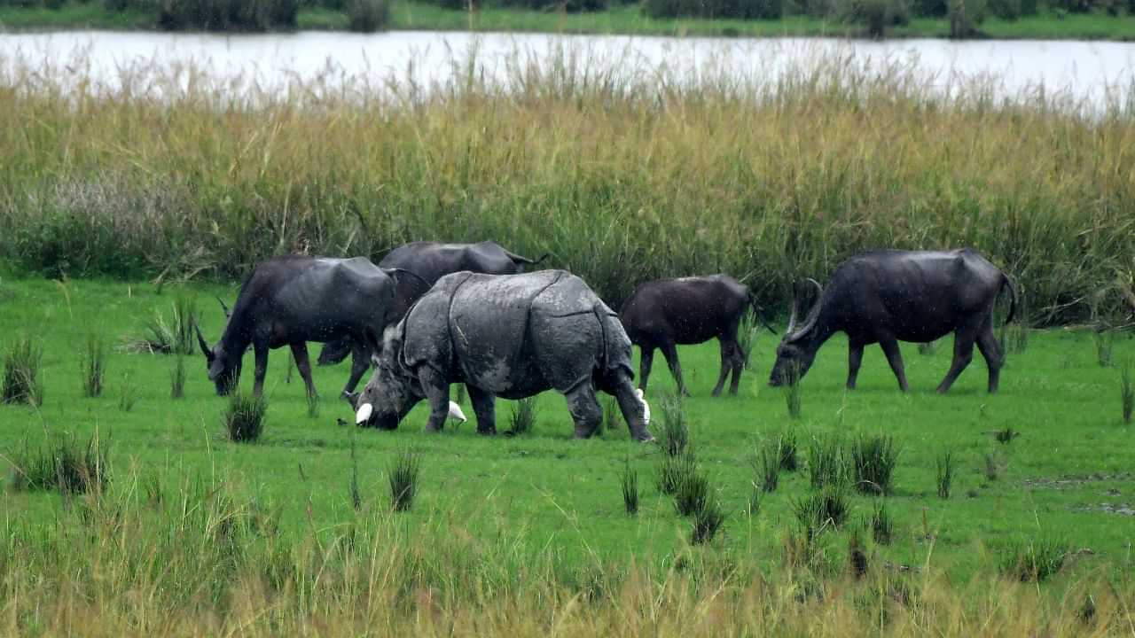 Pobitora Wildlife Sanctuary : বন্যপ্ৰাণীৰ সুৰক্ষাৰ স্বাৰ্থত কাম কৰা ২৫ টা গাঁওৰক্ষী বাহিনীক প্ৰদান কৰা হল ফিল্ড গিয়াৰ...