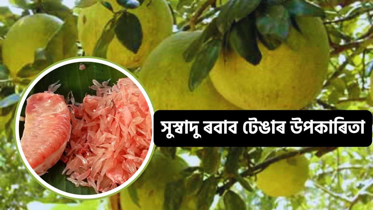 কাতি বিহুত ৰবাব টেঙা খোৱাৰ পৰম্পৰা, আপুনি জানেনে এই ৰবাব টেঙাৰ উপকাৰী গুণৰ কথা