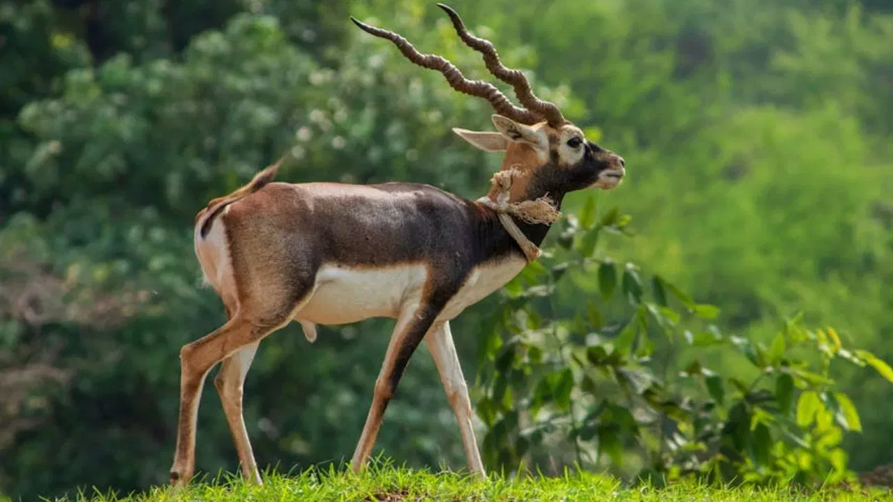 Blackbuck: ভাৰতৰ ক’ত পোৱা যায় ক’লা হৰিণ? জানক কিয় বিশেষ এই হৰিণ