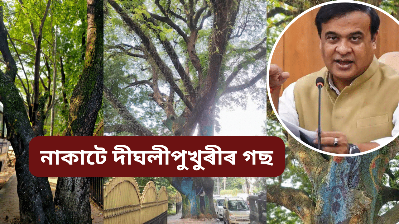 Dighalipukhuri: বিকল্প পথৰ সন্ধান, চিৰদিন গৌৰৱেৰে দীঘলীপুখুৰীৰ ঐতিহ্য বহন কৰি থাকিব শ শ পুৰণি গছসমূহে Dighalipukhuri: বিকল্প পথৰ সন্ধান, চিৰদিন গৌৰৱেৰে দীঘলীপুখুৰীৰ ঐতিহ্য বহন কৰি থাকিব শ শ পুৰণি গছসমূহে