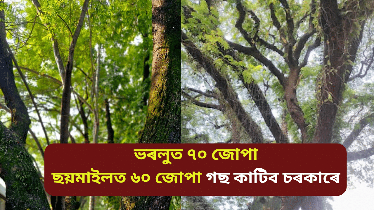 Guwahati: গুৱাহাটীৰ ভৰলুমুখ আৰু ছয়মাইলৰ ১০০ জোপাৰো অধিক গছ কটাৰ প্ৰস্তুতি চৰকাৰৰ Guwahati: গুৱাহাটীৰ ভৰলুমুখ আৰু ছয়মাইলৰ ১০০ জোপাৰো অধিক গছ কটাৰ প্ৰস্তুতি চৰকাৰৰ