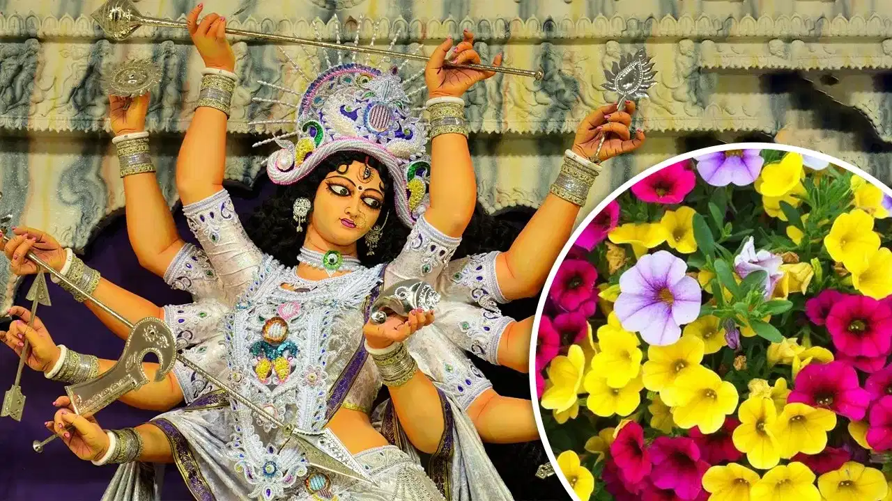 Shardiya Navratri 2024 Puja Flowers :  নৱৰাত্ৰিৰ সময়ত মা দুৰ্গাক এই ৯টা ৰঙৰ ফুল আগবঢ়াওক, আশীৰ্বাদৰ বৰষুণ হ’ব, ধনেৰে ভৰি পৰিব আপোনাৰ ভঁৰাল!