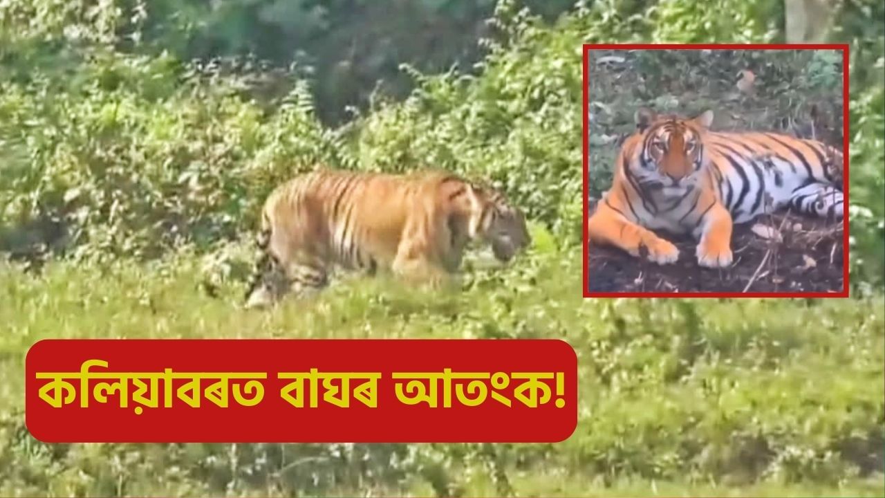 tiger spotted at kaliabor village assam