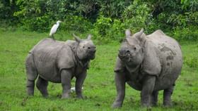 Kaziranga National Park : চলিত পৰ্যটন বৰ্ষৰ প্ৰথম মাহতে কাজিৰঙাত ৬৫ লাখ টকাৰ ৰাজহ সংগ্ৰহ…