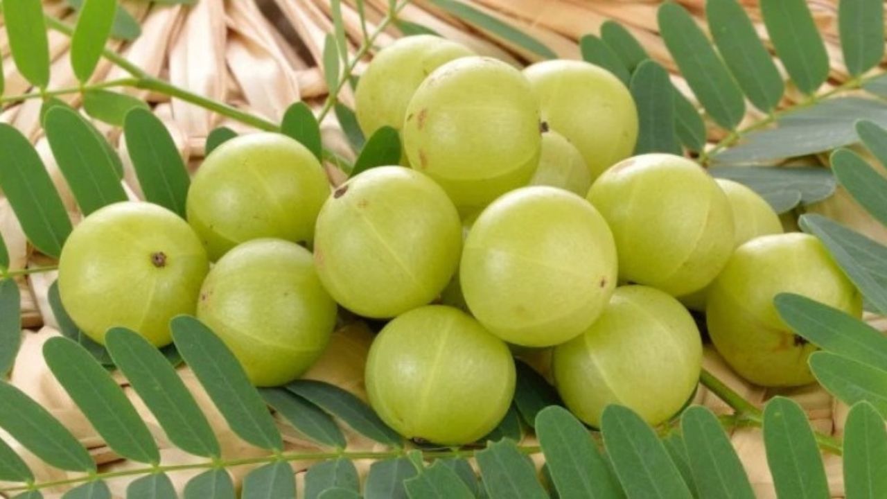 আমলখিৰ আছে বহু উপকাৰী গুণ, এই বস্তুসমূহৰ সৈতে মিহলাই চুলিত লগালে দূৰ হ’ব উফিৰ সমস্যা আমলখিৰ আছে বহু উপকাৰী গুণ, এই বস্তুসমূহৰ সৈতে মিহলাই চুলিত লগালে দূৰ হ’ব উফিৰ সমস্যা