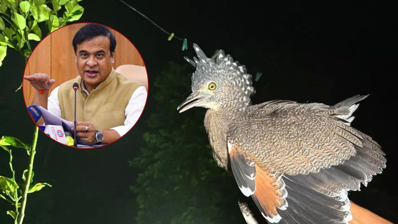 ৯ বছৰ পাছত জাতিংগাত বিৰল প্ৰজাতিৰ ‘টাইগাৰ বিটাৰ্ন’! মুখ্যমন্ত্ৰীয়ে শ্বেয়াৰ কৰিলে ফটো… ৯ বছৰ পাছত জাতিংগাত বিৰল প্ৰজাতিৰ ‘টাইগাৰ বিটাৰ্ন’! মুখ্যমন্ত্ৰীয়ে শ্বেয়াৰ কৰিলে ফটো…