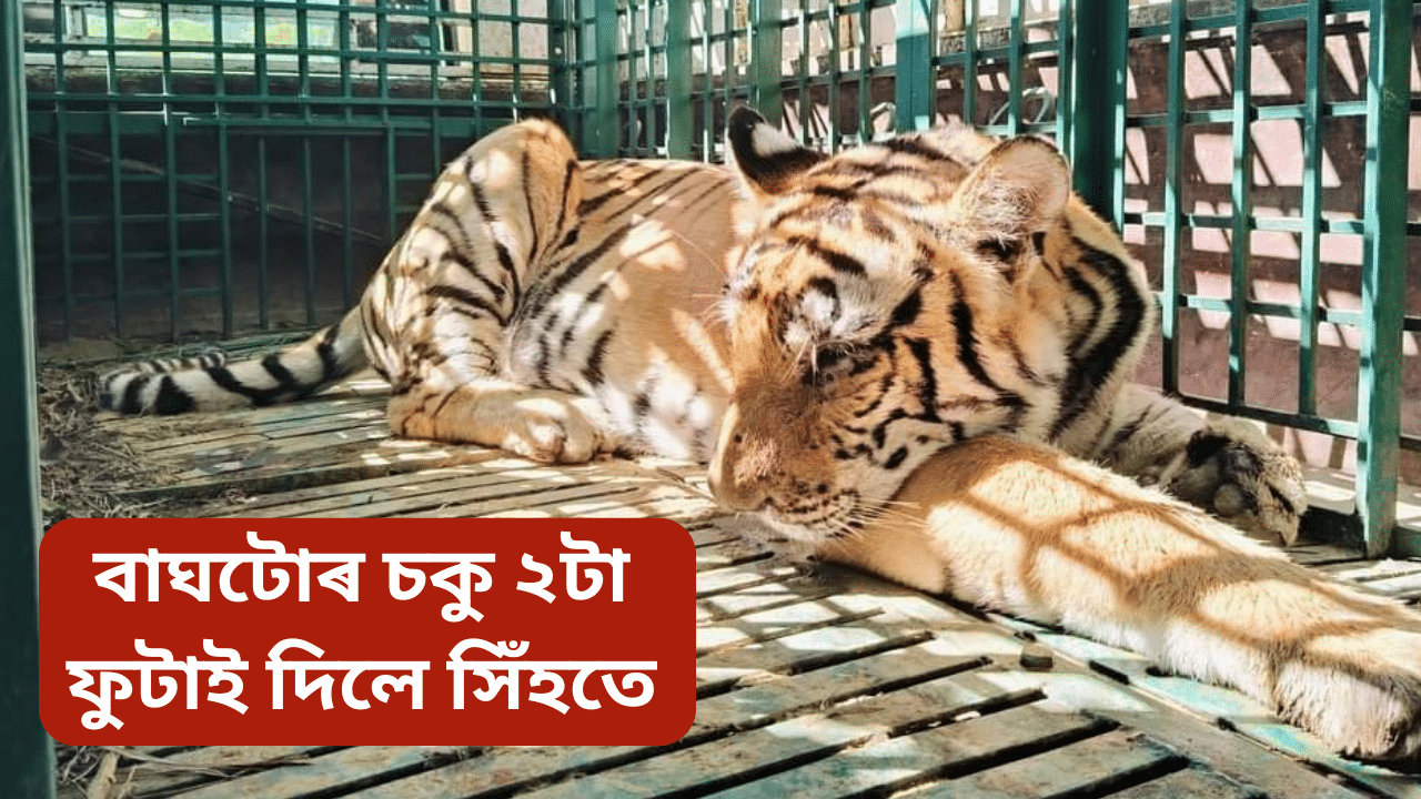 হায় জীৱশ্ৰেষ্ঠ! চকু দুটা নষ্ট কৰি পেলালে, কোনোদিনে আৰু বনলৈ উভতিব নোৱাৰিব কলিয়াবৰৰ বাঘটো