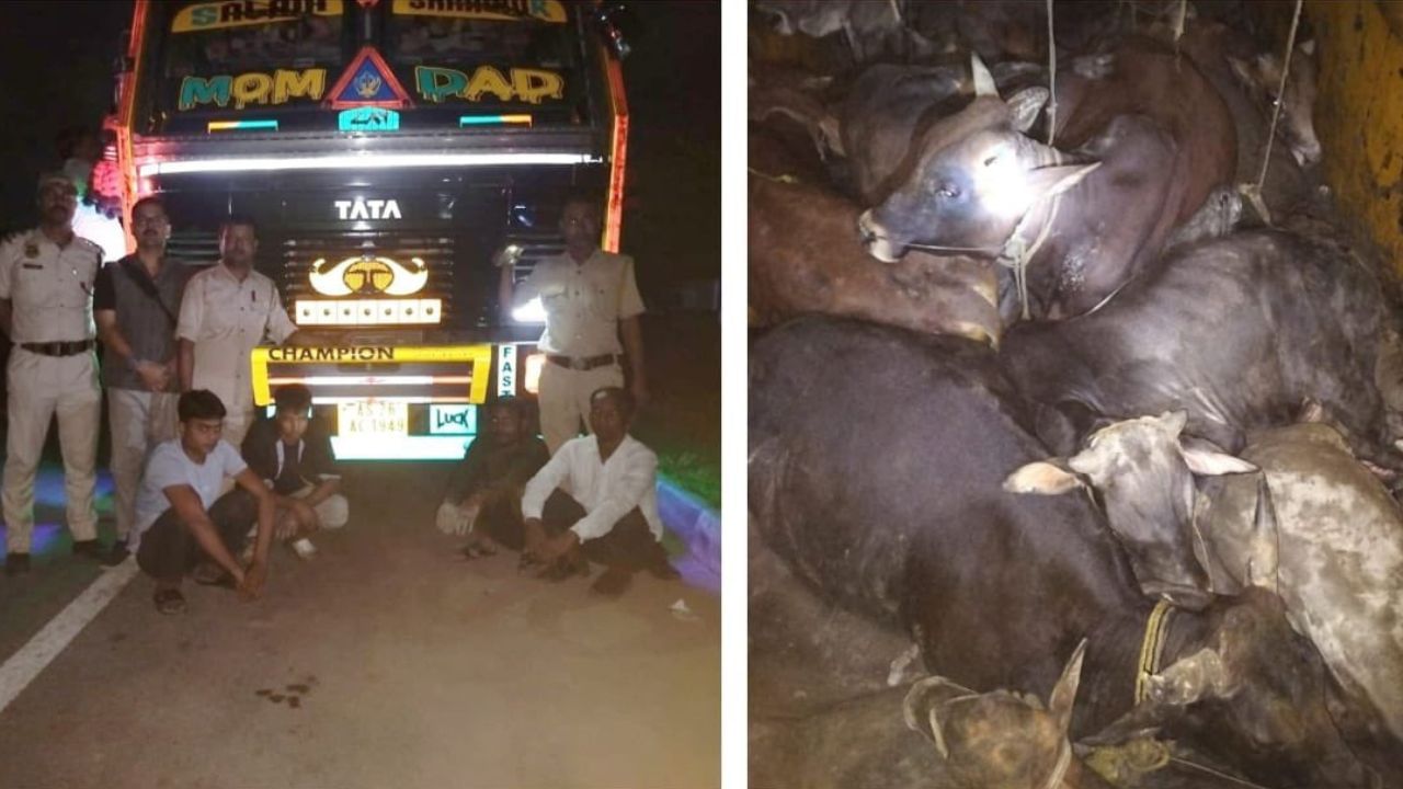 Illegal Cattle Smuggling : চোৰাং গৰু ভৰ্তি ট্ৰাক জব্দ গুৱাহাটী আৰক্ষীৰ, ৭ সৰবৰাহকাৰীক আটক… Illegal Cattle Smuggling : চোৰাং গৰু ভৰ্তি ট্ৰাক জব্দ গুৱাহাটী আৰক্ষীৰ, ৭ সৰবৰাহকাৰীক আটক…