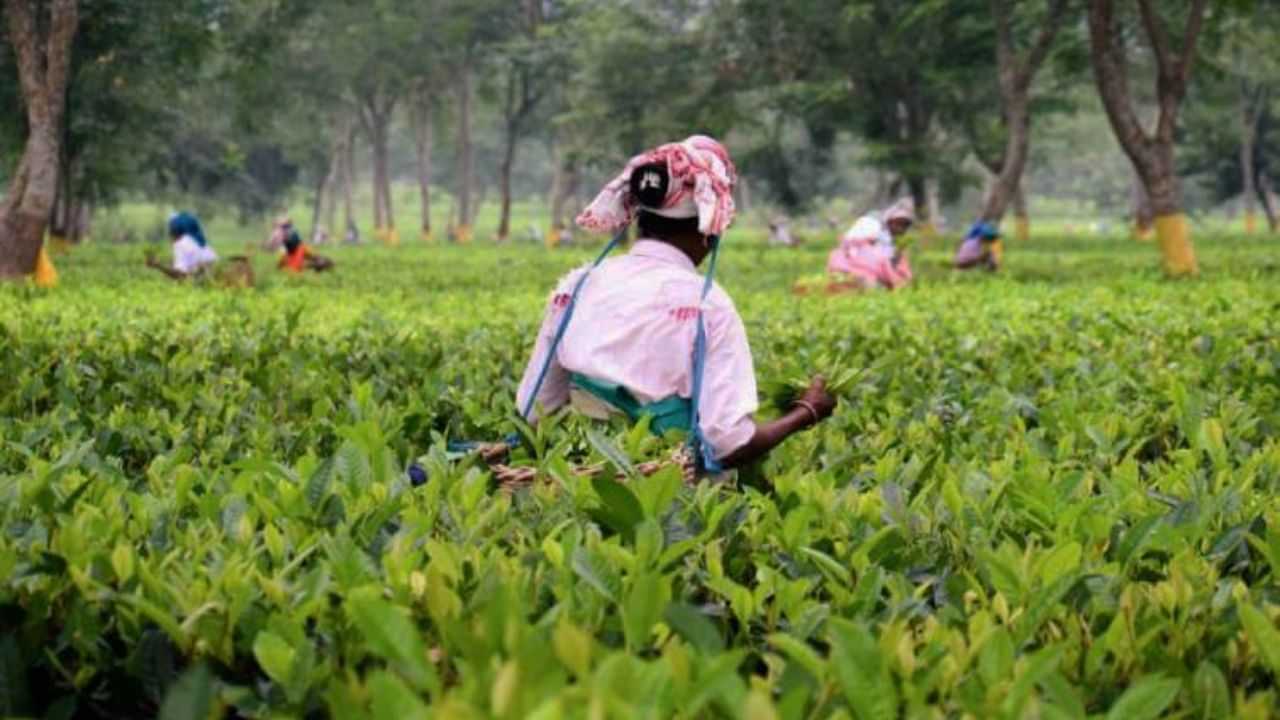 ‘মজুৰি ক্ষতিপূৰণ আঁচনি’ৰ আধাৰত চাহ বাগিচাৰ গৰ্ভৱতী মহিলালৈ ১৫ হাজাৰ টকাৰ সাহায্য