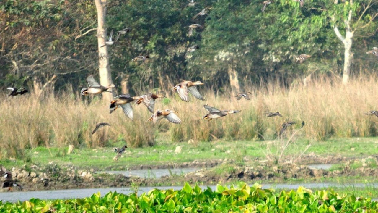  শীতৰ আগমনৰ লগে লগে ৰাজ্যৰ ভিন্ন প্ৰান্তত থকা নদী-জলাশয়লৈ আগমন ঘটে পৰিভ্ৰমী চৰাইৰ। যি দৃশ্যই হাত বাউলি মাতে পৰ্যটকক। 